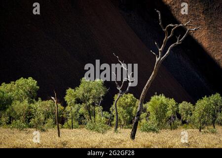 Bäume am Uluru / Ayers Rock in Australien Stockfoto
