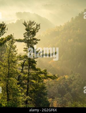 Nebliger Sonnenaufgang im Elbtal des herbstlichen Elbsandsteingebirges. Stockfoto