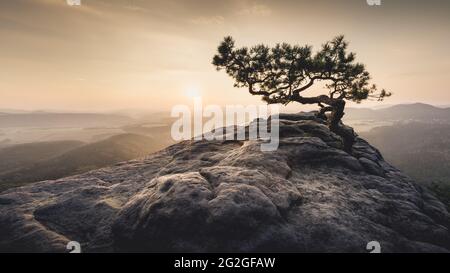 Herbstaufgang hinter dem Wetterkiefer auf dem Lilienstein im Elbsandsteingebirge. Stockfoto