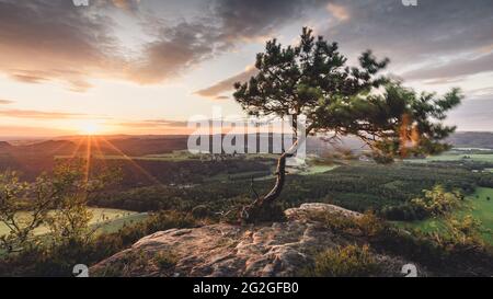 Kleine Kiefer bei Sonnenuntergang mit Blick von Lilienstein im Elbsandsteingebirge Richtung Dresden. Stockfoto