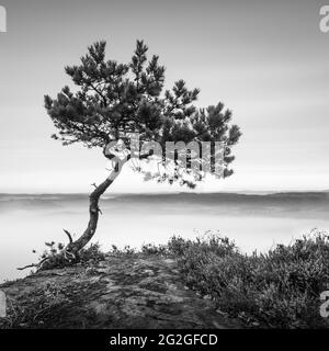 Einsame Kiefer über den Wolken auf dem Lilienstein im Elbsandsteingebirge. Stockfoto