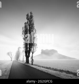 Neblige Pappelallee auf Lilienstein im Elbsandsteingebirge. Stockfoto