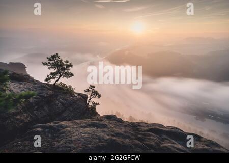 Kleine Kiefern auf dem Lilienstein über den Wolken bei Sonnenaufgang im Elbsandsteingebirge. Stockfoto