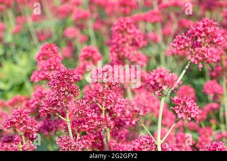 Rote Spornblüte, Centranthus ruber, in einer Nahaufnahme Stockfoto