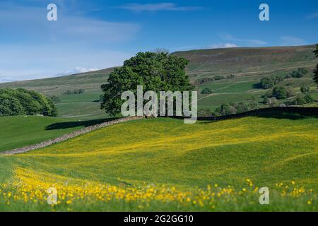 Wildblumenwiese in Wensleydale voller Butterblumen, die an einem Sommerabend einen markanten gelben Blick auf den Dale bieten. North Yorkshire, Großbritannien. Stockfoto