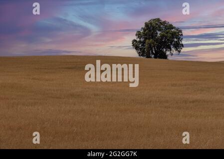 Landschaft einer Getreideplantage auf einem Hügel mit einem Baum auf der Spitze bei Sonnenuntergang. Stockfoto