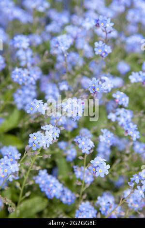 Vergiss mich nicht Blumen im Feld. (lat. Myosotis sylvatica) flacher Freiheitsgrad! Stockfoto