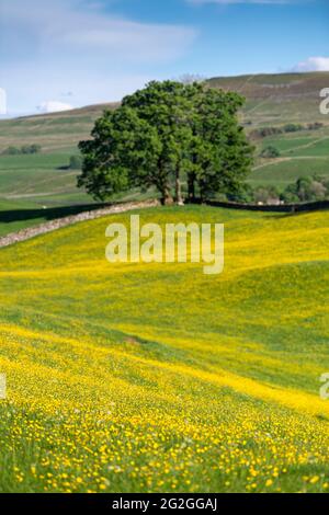 Wildblumenwiese in Wensleydale voller Butterblumen, die an einem Sommerabend einen markanten gelben Blick auf den Dale bieten. North Yorkshire, Großbritannien. Stockfoto