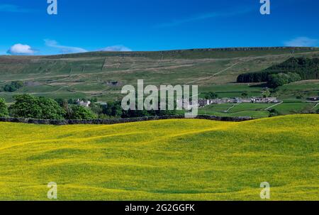 Wildblumenwiese in Wensleydale voller Butterblumen, die an einem Sommerabend einen markanten gelben Blick auf den Dale bieten. North Yorkshire, Großbritannien. Stockfoto