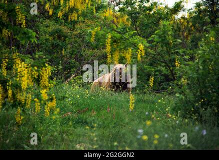 Braunbären in der Natur, Georgien Stockfoto