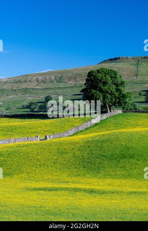 Wildblumenwiese in Wensleydale voller Butterblumen, die an einem Sommerabend einen markanten gelben Blick auf den Dale bieten. North Yorkshire, Großbritannien. Stockfoto