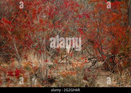 Graue Wölfe in den roten Herbstfarben, Georgien Stockfoto