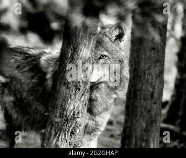 Holzwolf im schwarz-weißen Porträt, georgien Stockfoto