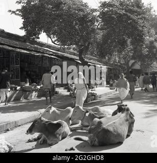 1950er Jahre, historisches Foto von J Allan Cash von einer Straßenszene in Delhi, Indien, mit kleinen Märkten wie Einzelhandelsgeschäften, Einheimischen und Kühen, die mitten auf dem Boden liegen. Die Kuh wird in der hinduistischen Religion als heilig verehrt, wie sie von der Mehrheit der Menschen in Indien praktikiert wird, und streunende Kühe waren in dieser Zeit - und noch heute - ein gemeinsamer Ort in Städten und Dörfern. Viele Teile Indiens verbieten die Schlachtung von Rindern, und es gibt Gesetze zum Schutz des Tieres. Stockfoto