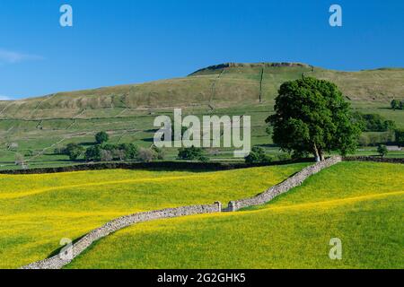 Wildblumenwiese in Wensleydale voller Butterblumen, die an einem Sommerabend einen markanten gelben Blick auf den Dale bieten. North Yorkshire, Großbritannien. Stockfoto