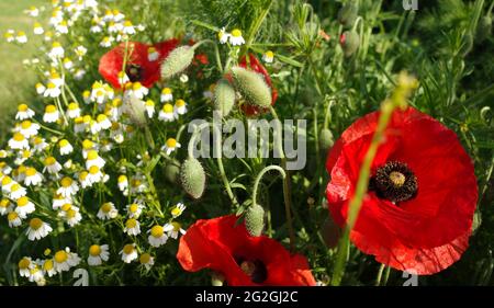 Rote Mohnblumen kombiniert mit weißen Kamillenblüten Stockfoto