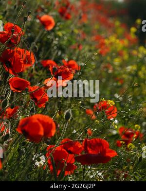 Hinterleuchtete Aufnahme von rotem Mohn auf einem Hügel. Im Hintergrund sind mehr Blumen zu sehen. Stockfoto