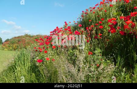 Hügel mit roten Mohnblumen zwischen Gras und Unkraut. Im Hintergrund ist ein weiterer Hügel mit Blumen überflutet. Standort: Niedersachsen, Deutschland Stockfoto