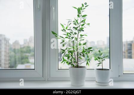 Zwei Ficus benjamina in weißer Topfpflanze im Heimdesign Stockfoto