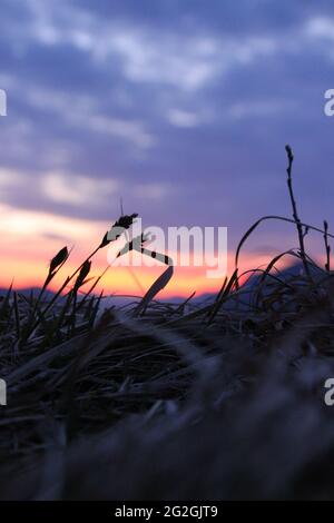 Gräser warten auf den Sonnenaufgang in Krepelschrofen bei Wallgau, Europa, Deutschland, Bayern, Oberbayern, Isartal, Werdenfelser Land, Wallgau Stockfoto