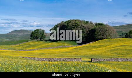 Wildblumenwiese in Wensleydale voller Butterblumen, die an einem Sommerabend einen markanten gelben Blick auf den Dale bieten. North Yorkshire, Großbritannien. Stockfoto