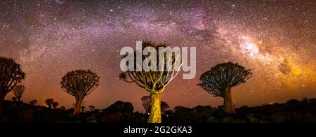 Quivertree Wald unter der Milchstraße bei Ketmanshoop Stockfoto