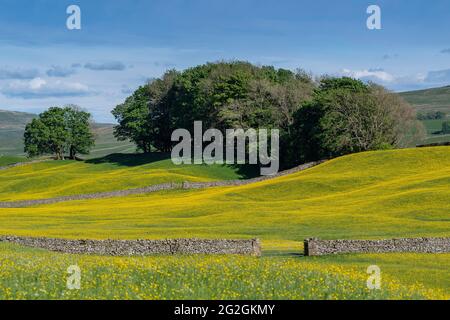 Wildblumenwiese in Wensleydale voller Butterblumen, die an einem Sommerabend einen markanten gelben Blick auf den Dale bieten. North Yorkshire, Großbritannien. Stockfoto