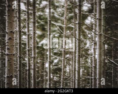 Winter im Naturpark Augsburger Westwälder, Stockfoto