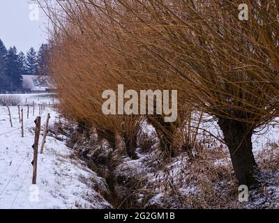 Wintermorgen am Schmutter, Naturpark Augsburger Westwälder, Stockfoto