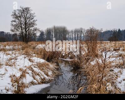 Wintermorgen am Schmutter, Naturpark Augsburger Westwälder, Stockfoto