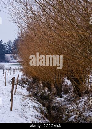 Wintermorgen am Schmutter, Naturpark Augsburger Westwälder, Stockfoto