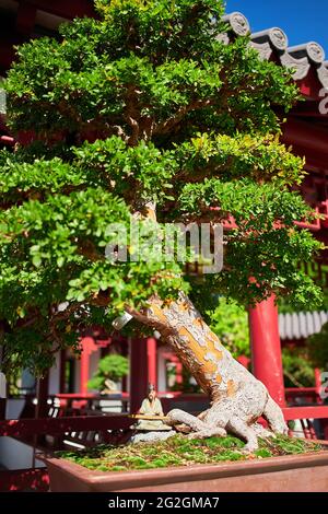 Bonsai-Baum mit einem ornamentalen chinesischen Musiker, der ein traditionelles Musikinstrument in den chinesischen Gärten im Botanischen Garten von Montreal, Montreal, ca. Stockfoto