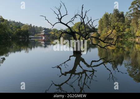 Blick auf einen blattlosen Baum in der Mitte des Black Dragon Pools mit dem Mond, der den Pavillon umschließt, und der Suocui-Brücke im Hintergrund in Lijiang, China Stockfoto