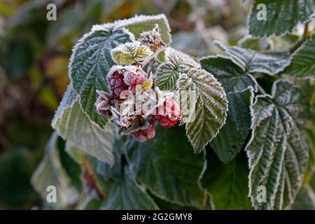 Himbeerbeeren sind mit Reif bedeckt. Remontant Himbeeren im Frost. Stockfoto