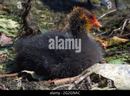 Am See von Capesthorn Hall wartet der kleine Ruß in seinem Nest darauf, gefüttert zu werden Stockfoto