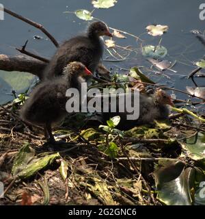 Auf dem See von Capesthorn Hall gurrt das Baby in seinem Nest und wartet darauf, gefüttert zu werden Stockfoto