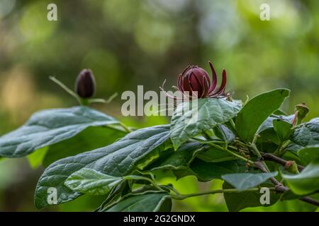 Auch bekannt als Carolina Allspice ein Strauch mit dunkelroten Blüten, die duftend sind, die im Südosten im Schatten im Wald von Feuchtgebieten in wächst Stockfoto