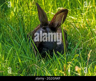 Schwarzes Kaninchen im hohen grünen Gras, Augenkontakt, Nahaufnahme, sonniger Tag. Stockfoto