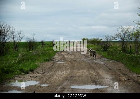 Schäferhund im Vashlovani Nationalpark, Georgia Stockfoto