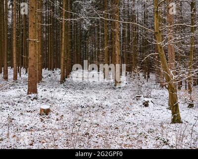 Winter im Naturpark Augsburger Westwälder bei Reinhartshausen, Stockfoto