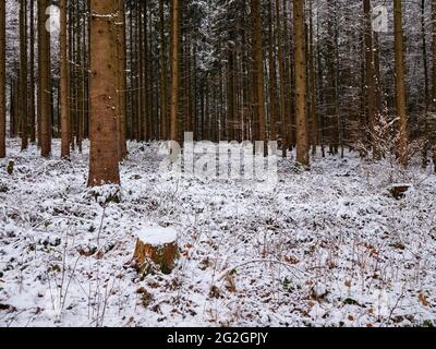 Winter im Naturpark Augsburger Westwälder bei Reinhartshausen, Stockfoto