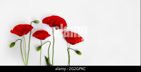 Rote Mohnblumen auf weißem Hintergrund. Postkarte im Stil des Minimalismus, Ort für Text, Nahaufnahme Stockfoto