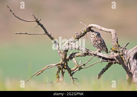 Eine kleine Eule (Athene noctua) thronte tagsüber in einem alten Baum. Stockfoto