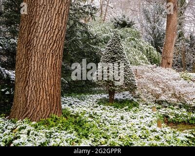 Winter im Japanischen Garten, Botanischer Garten Augsburg, Stockfoto