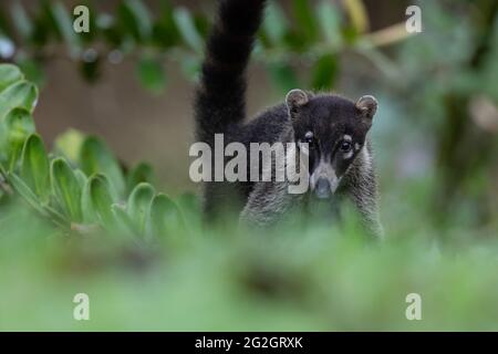 Junge Weißnasencoati in Costa Rica. Stockfoto