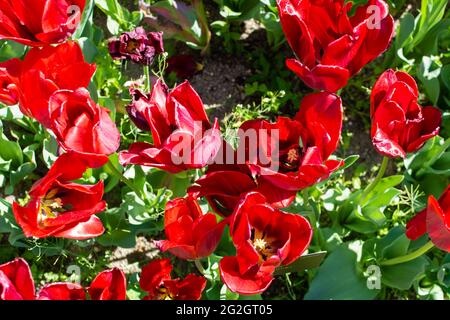 Luftaufnahme eines Gartens mit offenen roten Tulpen auf grünem Hintergrund Stockfoto