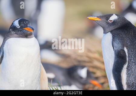 Gentoo Penguins (Pygocelis papua) Wandern, Sea Lion Island, Falkland Islands, Südamerika Stockfoto