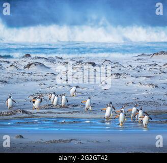 Gentoo-Pinguine (Pygocelis papua) am Strand, Falkland-Inseln, Südamerika Stockfoto