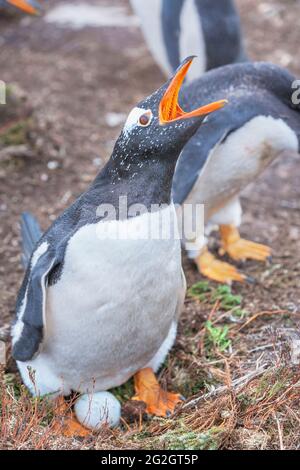 Gentoo-Pinguine (Pygoscelis papua papua) rufen, Sea Lion Island, Falkland Islands, Südamerika Stockfoto