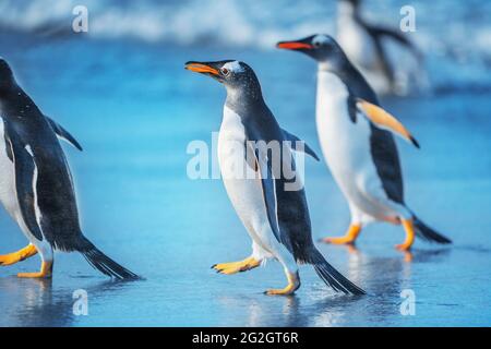 Gentoo-Pinguine (Pygocelis papua) zu Fuß am Strand, Sea Lion Island, Falkland Islands Stockfoto